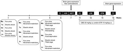 Cannabidiol and Sertraline Regulate Behavioral and Brain Gene Expression Alterations in an Animal Model of PTSD